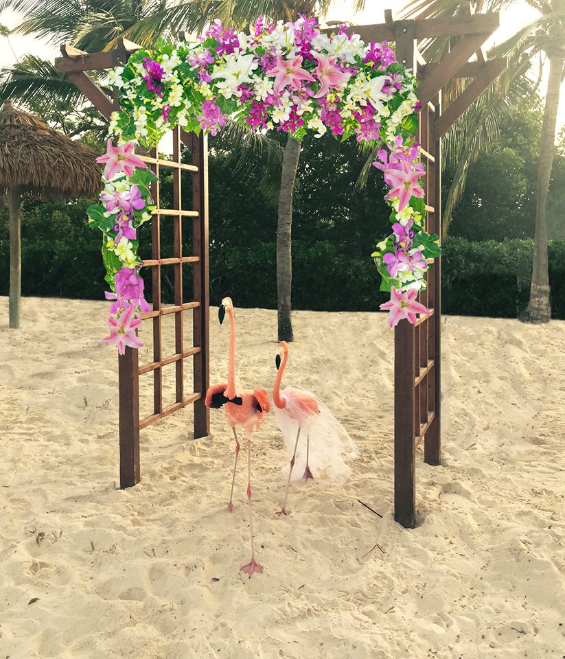 Enlace matrimonial di flamingonan ‘Allie & Noah’ riba ‘National Pink Flamingo Day’