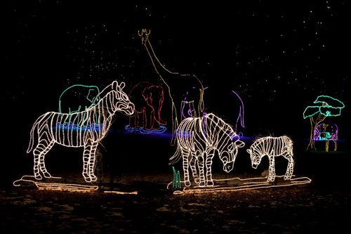 Lag’é briya!  ZooLights ta un eksperiensia mágiko kaminda lo iluminá Parke Trópikal pa e temporada di fiesta aki ku mas di 3 miyon lus.
