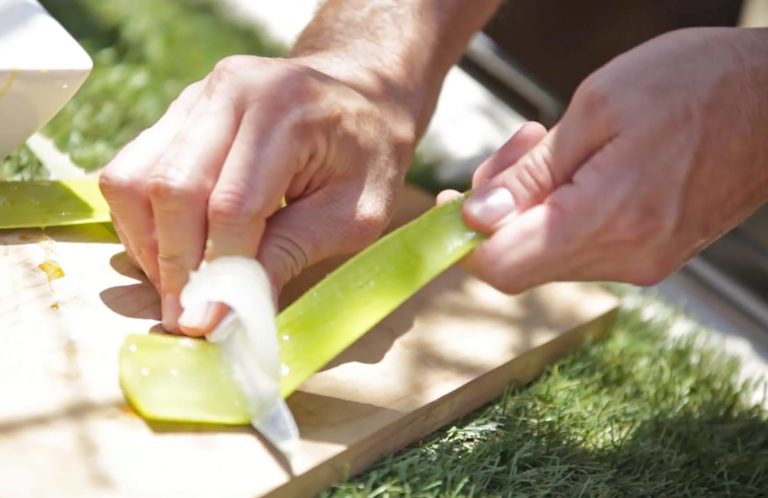 aloe leaf