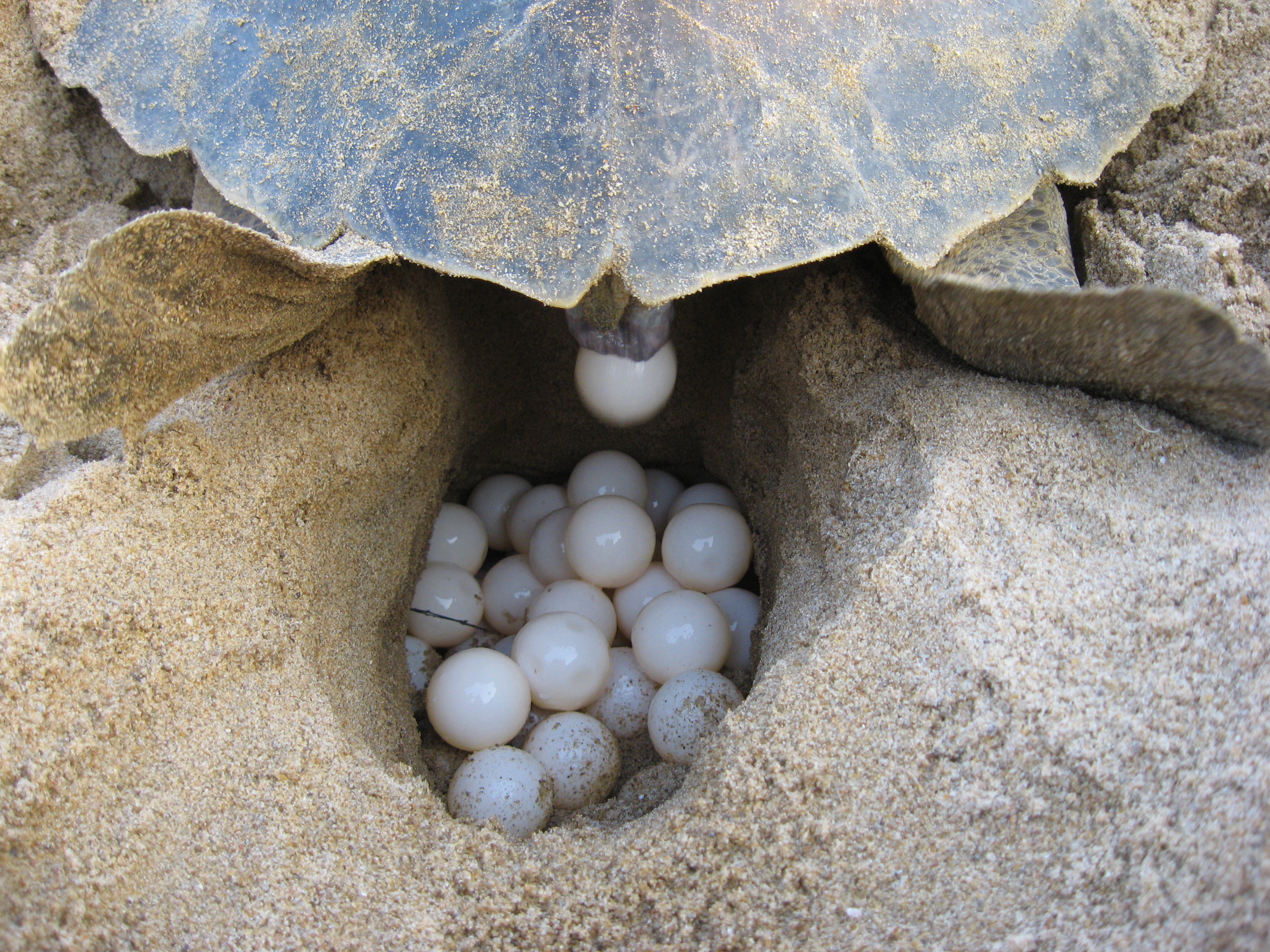 Turtles all set for nesting season